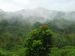 Panama Cloud Forest
