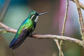 Panama Hunningbird