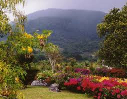 Panama Mountain Flowers