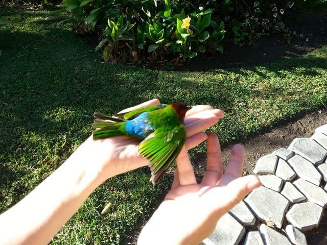 Bird in Panama