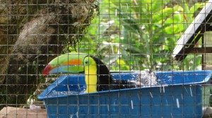 Toucan in Boquete