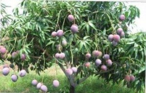 Mango Tree