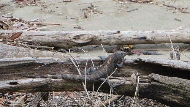 Iguana at Las Lajas Beach Panama