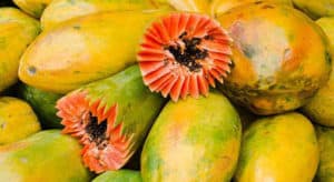panama papaya