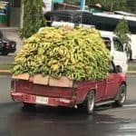 banana transportion in panama