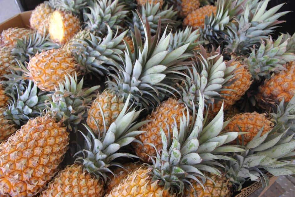 pineapple panama