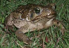 cane toad panama