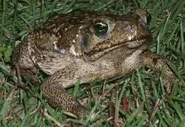 cane toad panama