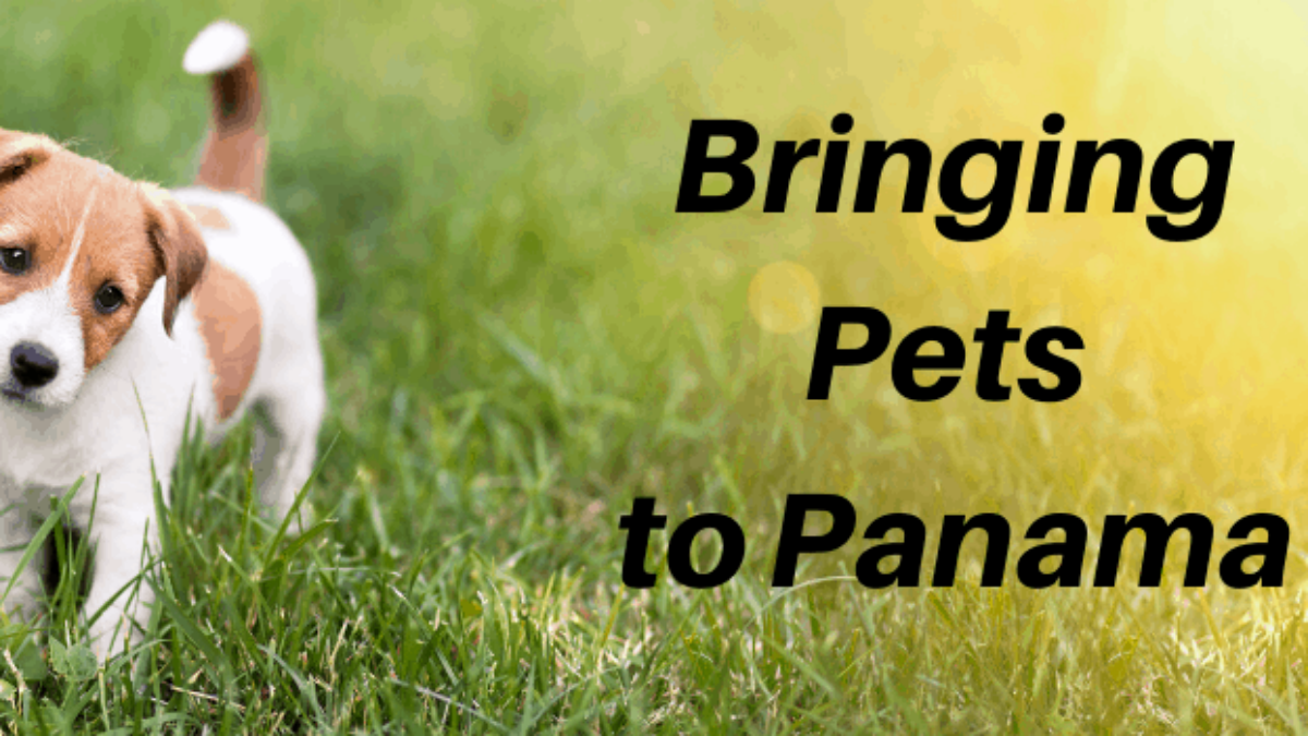 Bringing Your Pets to Panama Panama Relocation Tours