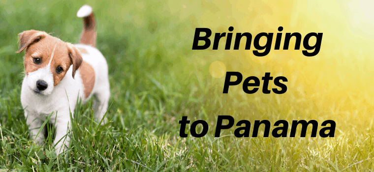 bringing pets to panama