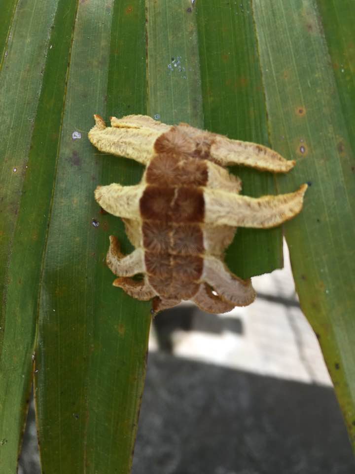 unusual bug in panama