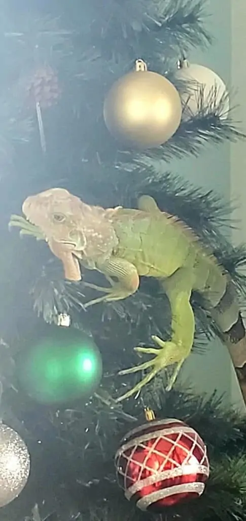 lizard in Christmas tree in Panama