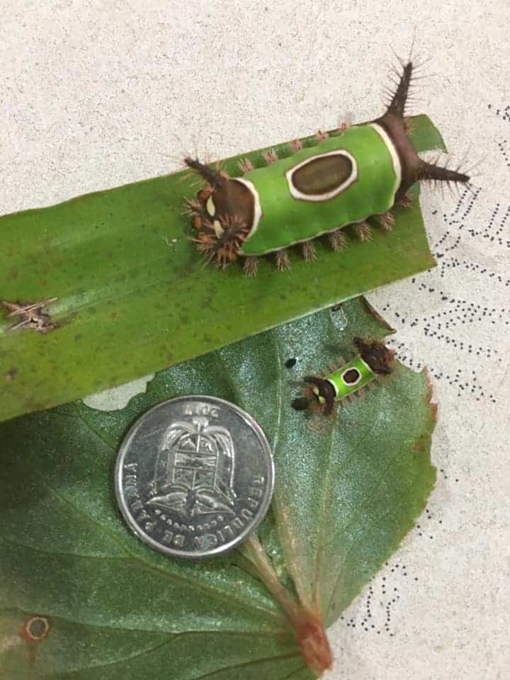 dangerous bug in panama