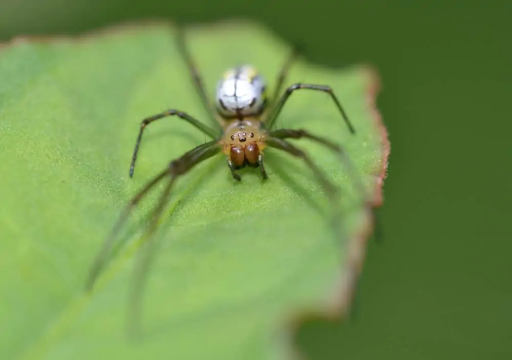spider in panama