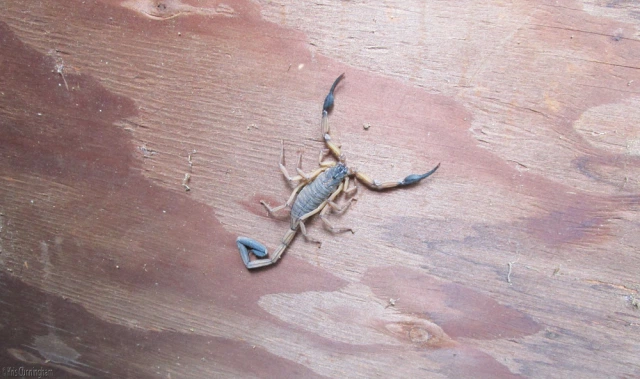 scorpion in panama