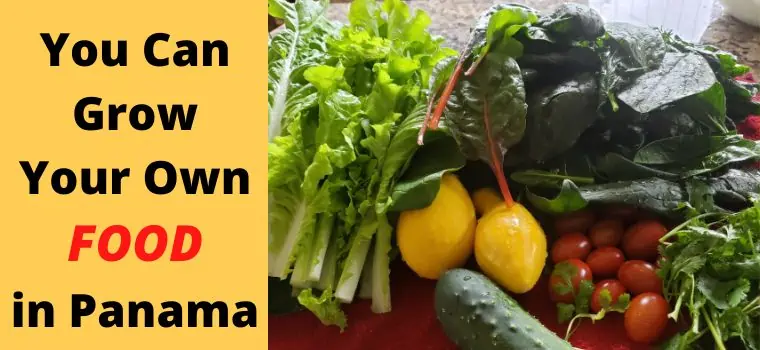 grow food in panama