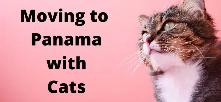 moving to panama with cats