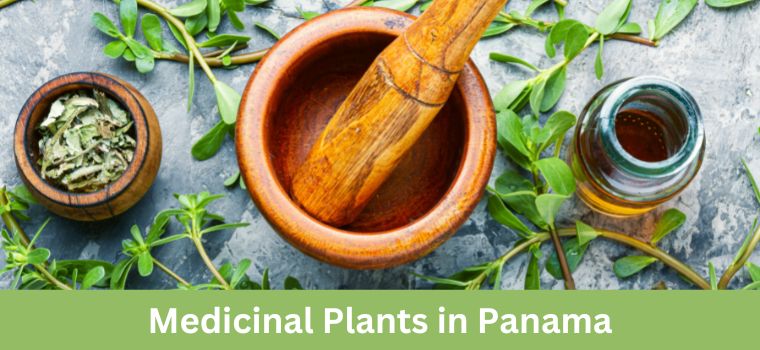 medicinal plants in panama