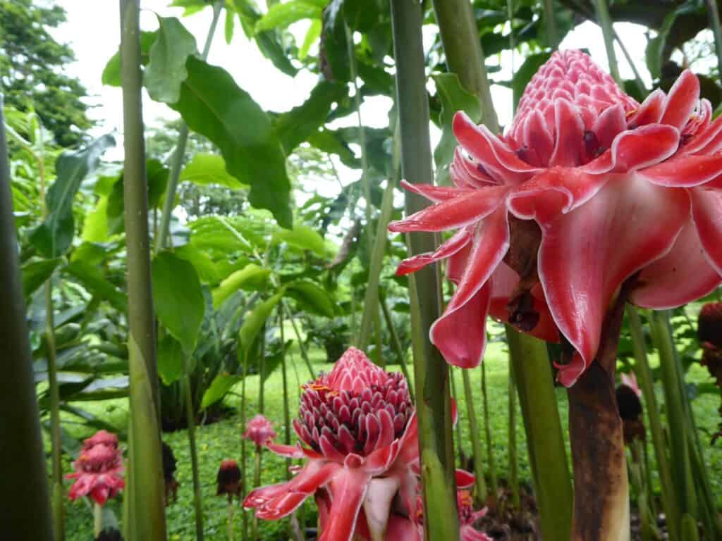 heliconia at carla blacks